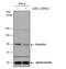 Gelsolin antibody, NBP1-33177, Novus Biologicals, Western Blot image 