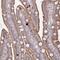 Serine protease 33 antibody, NBP2-34099, Novus Biologicals, Immunohistochemistry frozen image 