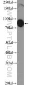 KN motif and ankyrin repeat domain-containing protein 1 antibody, 20547-1-AP, Proteintech Group, Western Blot image 