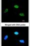 KIAA1339 antibody, PA5-21828, Invitrogen Antibodies, Immunofluorescence image 