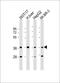 Afar antibody, LS-C393122, Lifespan Biosciences, Western Blot image 