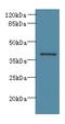 Arginase 2 antibody, LS-C375257, Lifespan Biosciences, Western Blot image 