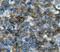 Vasodilator Stimulated Phosphoprotein antibody, MBS2521336, MyBioSource, Immunohistochemistry paraffin image 