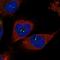 Serine Protease 23 antibody, NBP1-80748, Novus Biologicals, Immunofluorescence image 
