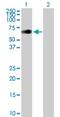 Zinc Finger Imprinted 2 antibody, H00023619-B01P, Novus Biologicals, Western Blot image 