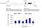 cAMP-dependent protein kinase catalytic subunit beta antibody, GTX25816, GeneTex, Chromatin Immunoprecipitation image 