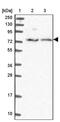 Copine 7 antibody, PA5-60337, Invitrogen Antibodies, Western Blot image 