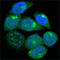 Paternally Expressed 10 antibody, abx011331, Abbexa, Enzyme Linked Immunosorbent Assay image 