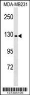 Contactin Associated Protein Like 4 antibody, 59-084, ProSci, Western Blot image 