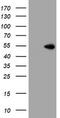 Protein ZNF365 antibody, TA800118, Origene, Western Blot image 