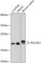 Ribosomal L24 Domain Containing 1 antibody, 18-054, ProSci, Western Blot image 
