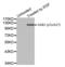 GRB2 Associated Binding Protein 1 antibody, AHP2622, Bio-Rad (formerly AbD Serotec) , Western Blot image 