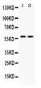 CD2 Molecule antibody, PB9929, Boster Biological Technology, Western Blot image 