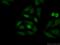 Cyclin Dependent Kinase Inhibitor 1B antibody, 25614-1-AP, Proteintech Group, Immunofluorescence image 