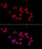 X-Ray Repair Cross Complementing 5 antibody, 19-904, ProSci, Immunofluorescence image 