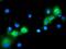 Bmk1 antibody, MA5-25351, Invitrogen Antibodies, Immunocytochemistry image 