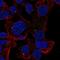 Aldehyde Dehydrogenase 8 Family Member A1 antibody, PA5-63125, Invitrogen Antibodies, Immunofluorescence image 