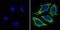 Tubulin antibody, MA5-16308-BTIN, Invitrogen Antibodies, Immunofluorescence image 