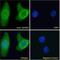 Glutathione S-Transferase Mu 3 antibody, NBP2-75966, Novus Biologicals, Immunofluorescence image 
