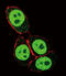 SMAD Family Member 3 antibody, A00059, Boster Biological Technology, Immunofluorescence image 