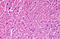 Syntaxin 18 antibody, MBS246354, MyBioSource, Immunohistochemistry frozen image 