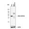 Mitogen-Activated Protein Kinase Kinase 6 antibody, AF16041, R&D Systems, Western Blot image 