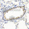 Interferon Omega 1 antibody, A8125, ABclonal Technology, Immunohistochemistry paraffin image 