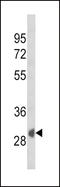 Secreted Frizzled Related Protein 1 antibody, LS-C169013, Lifespan Biosciences, Western Blot image 