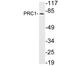 Protein Regulator Of Cytokinesis 1 antibody, LS-C199977, Lifespan Biosciences, Western Blot image 
