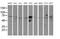 Aldehyde Dehydrogenase 3 Family Member A2 antibody, MA5-25636, Invitrogen Antibodies, Western Blot image 