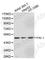 Serpin Family E Member 1 antibody, A1297, ABclonal Technology, Western Blot image 