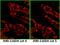 IgG-heavy and light chain antibody, A90-116D4, Bethyl Labs, Immunofluorescence image 