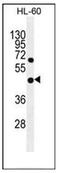 Glycerophosphodiester phosphodiesterase domain-containing protein 1 antibody, AP51814PU-N, Origene, Western Blot image 