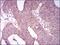 Integrin Subunit Alpha 2b antibody, GTX60763, GeneTex, Immunohistochemistry paraffin image 