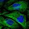 Kinesin Family Member 18A antibody, NBP1-85126, Novus Biologicals, Immunofluorescence image 