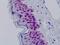 Actin Like 6A antibody, orb137579, Biorbyt, Immunohistochemistry paraffin image 