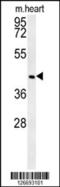 NIPA Like Domain Containing 2 antibody, 61-914, ProSci, Western Blot image 