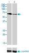 T-box transcription factor TBX5 antibody, LS-C198307, Lifespan Biosciences, Western Blot image 