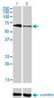 T-Box 5 antibody, LS-C198307, Lifespan Biosciences, Western Blot image 