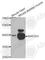 Mitogen-Activated Protein Kinase Kinase 3 antibody, A7718, ABclonal Technology, Western Blot image 