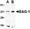 BCL2 Associated Athanogene 1 antibody, 3869, ProSci Inc, Western Blot image 