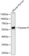 Caspase 8 antibody, 13-984, ProSci, Western Blot image 