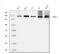Inositol Polyphosphate Phosphatase Like 1 antibody, M01790, Boster Biological Technology, Western Blot image 