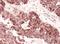 Complement C1q Binding Protein antibody, A302-863A, Bethyl Labs, Immunohistochemistry frozen image 