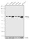 Solute Carrier Family 1 Member 2 antibody, 701988, Invitrogen Antibodies, Western Blot image 