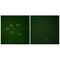 SUMO1 Activating Enzyme Subunit 1 antibody, A04753-2, Boster Biological Technology, Immunofluorescence image 