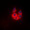 Lysine Demethylase 5B antibody, orb101871, Biorbyt, Immunofluorescence image 