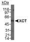 SLC7A11 antibody, TA336629, Origene, Western Blot image 