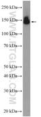 Pumilio RNA Binding Family Member 2 antibody, 11586-1-AP, Proteintech Group, Western Blot image 