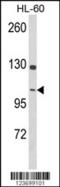 Dynamin 3 antibody, 63-661, ProSci, Western Blot image 